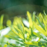 緑茶から未来への贈り物：伊藤園の持続可能な農業と地域活性化戦略