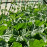 未来の農業を支える：安川電機とJA全農のきゅうり葉かき自動化への挑戦